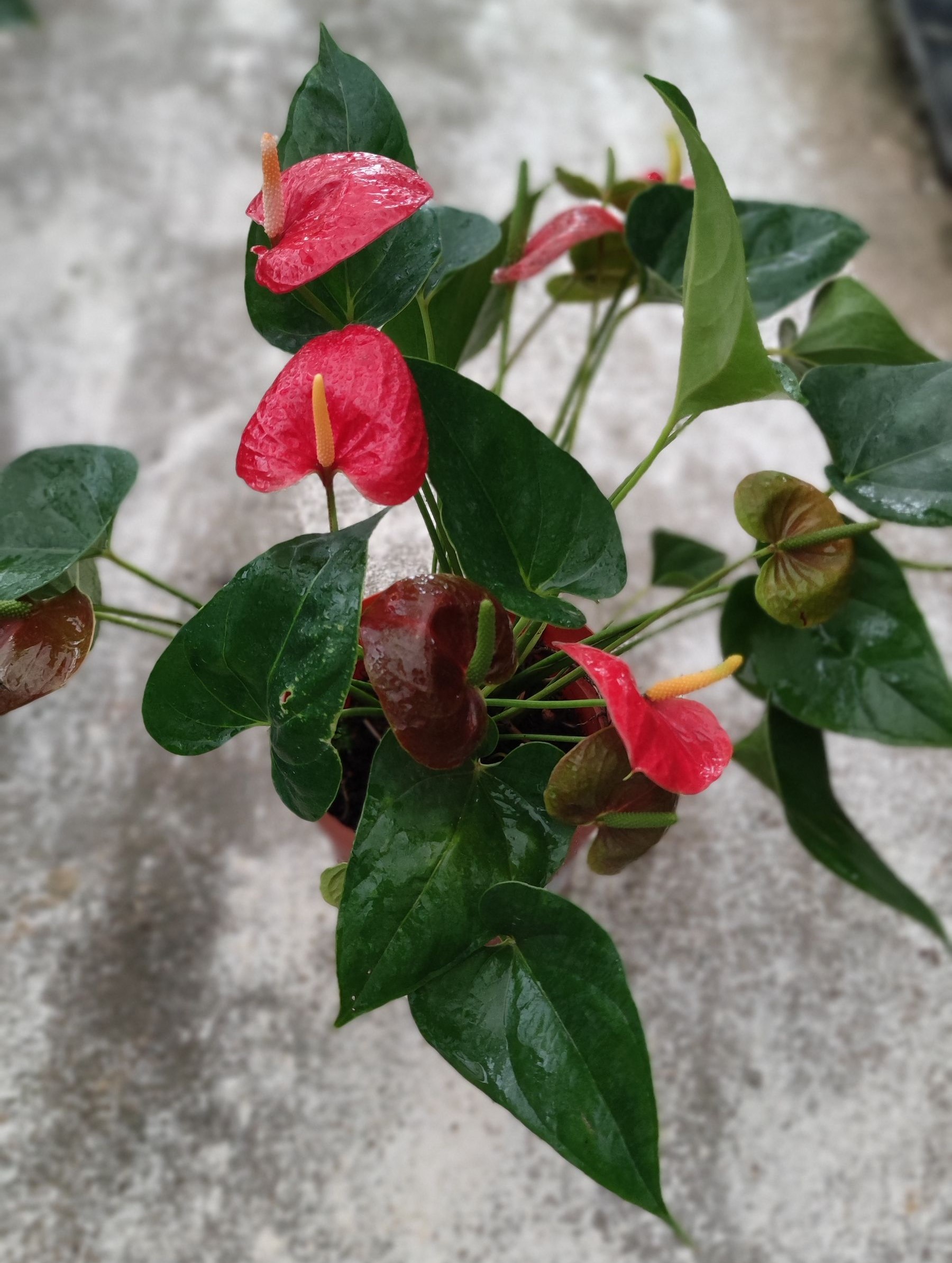 Buy Anthurium Plants