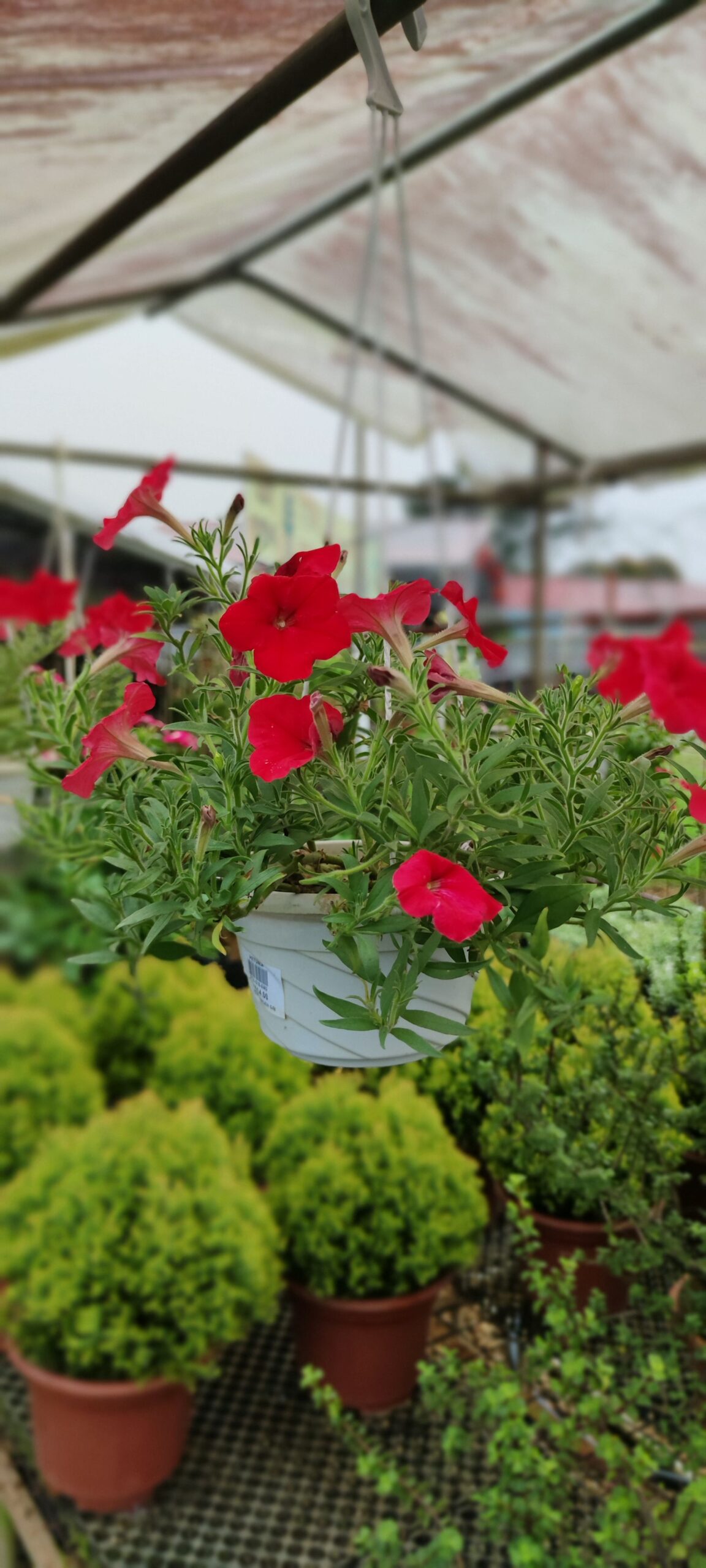 Buy Petunia Plants
